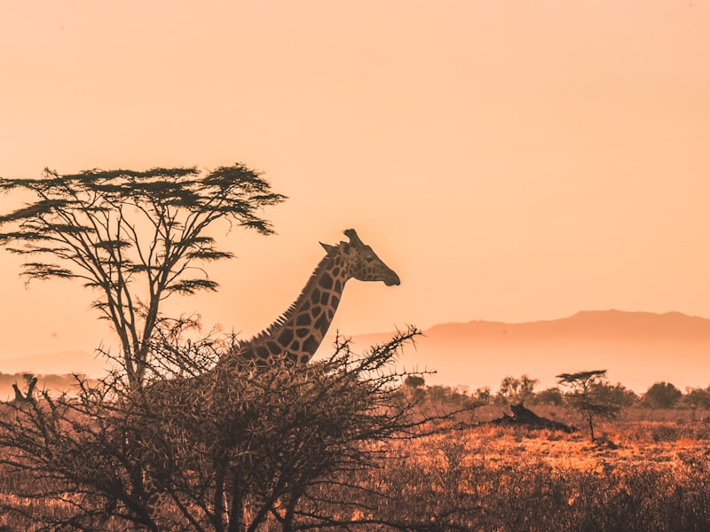 The Best Time to Visit Tanzania: A Month-by-Month Guide