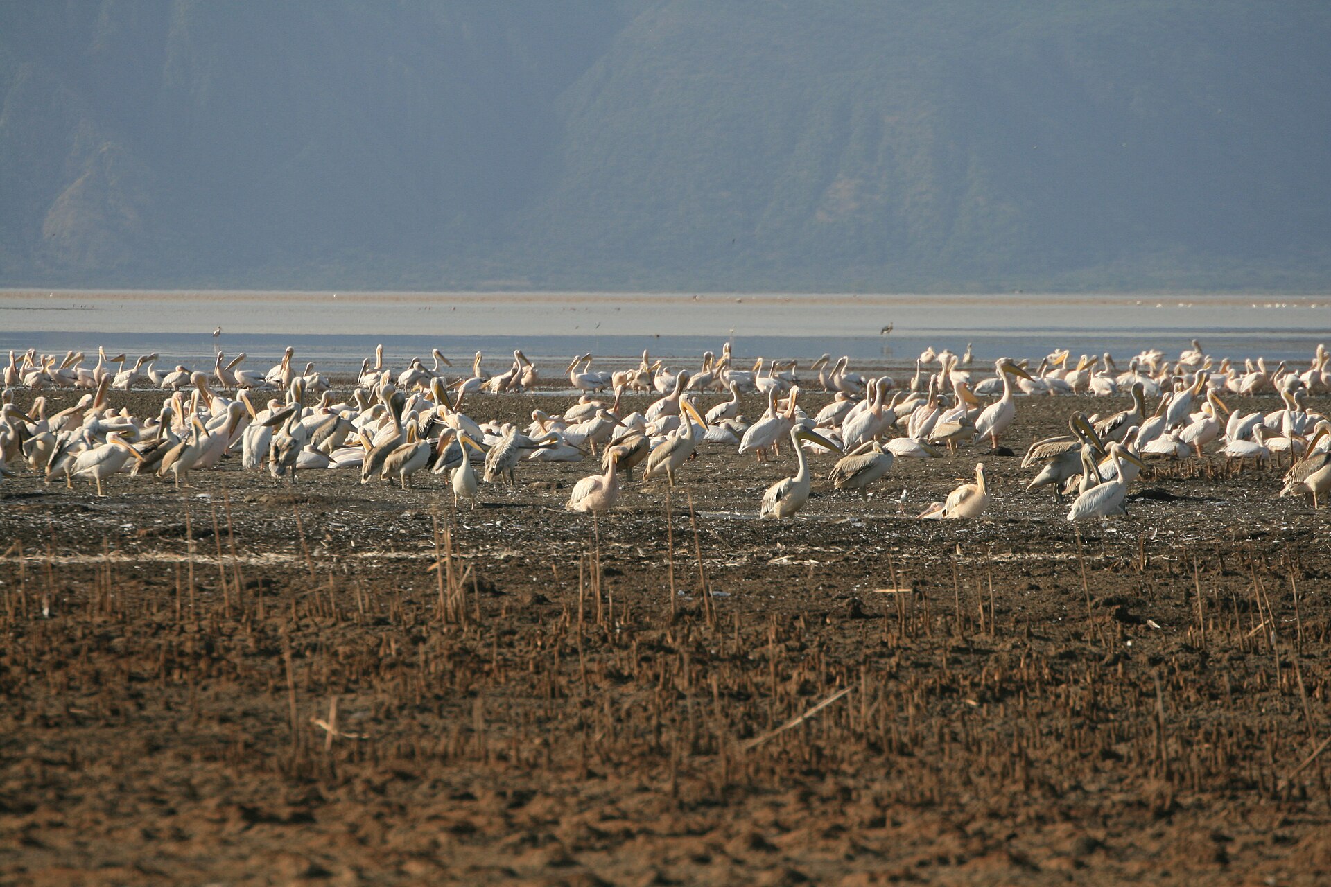 4 Days / 3 Nights – Tarangire, Lake Eyasi, Lake Manyara & Mto wa Mbu