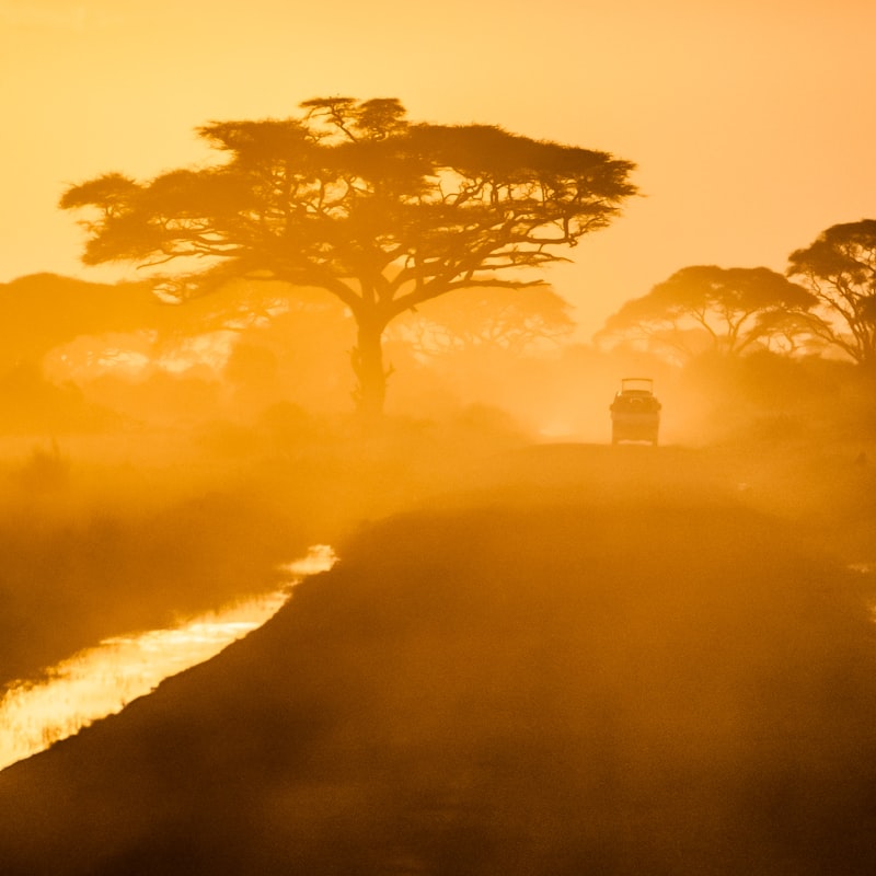 Golden-hour game drive