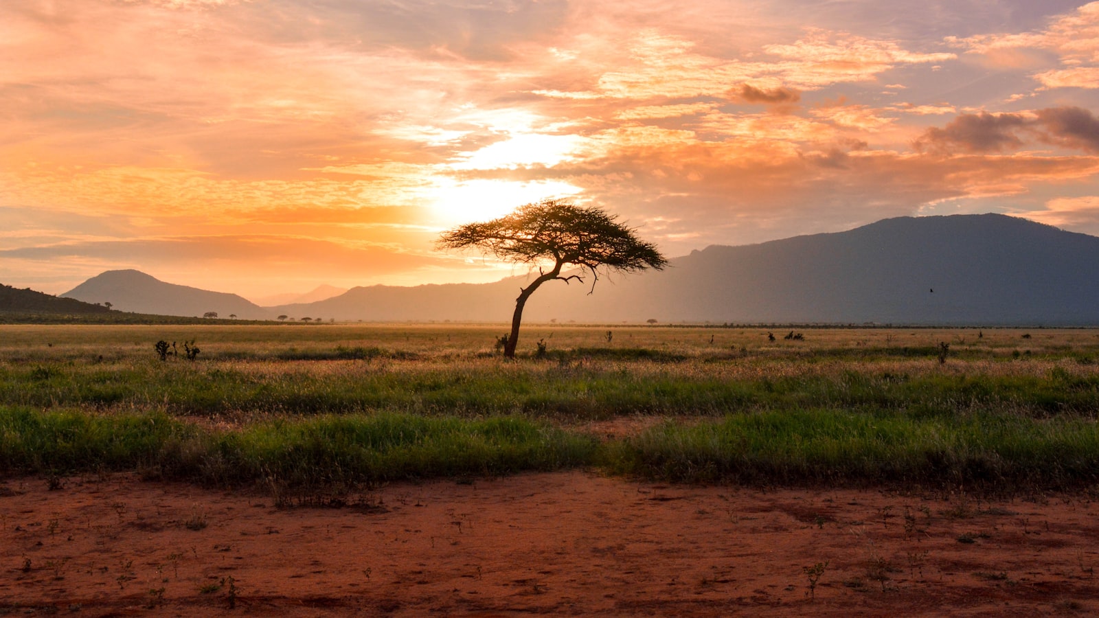 Sunrise over the savanna