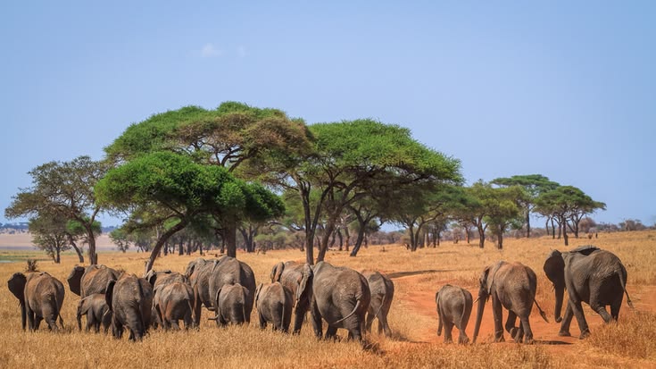 Tarangire National Park
