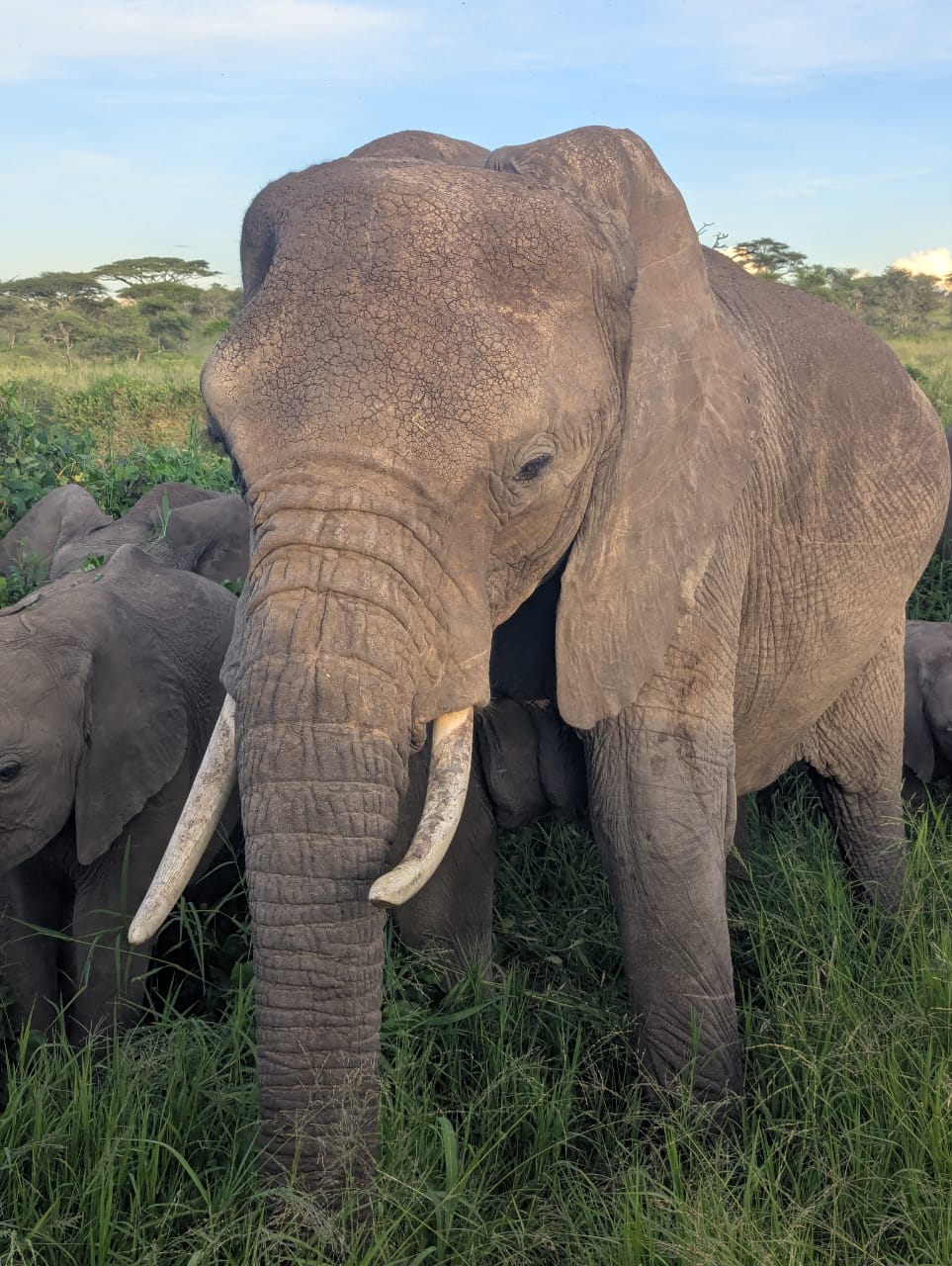 A close encounter with elephants in the Serengeti