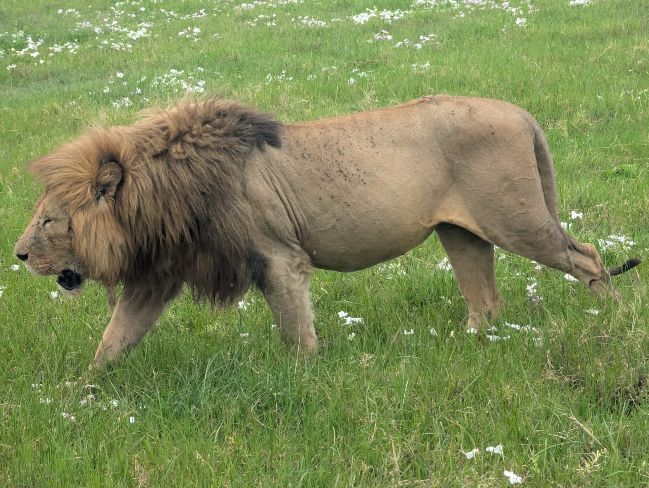 A male lion on the move, Ngorongoro